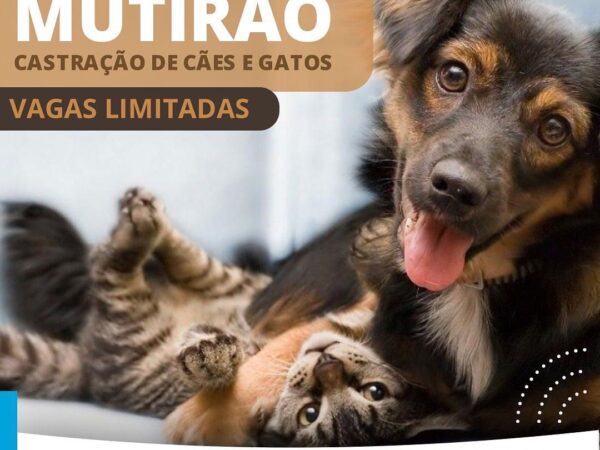 Castração de cães e gatos em Aparecida com vagas limitadas