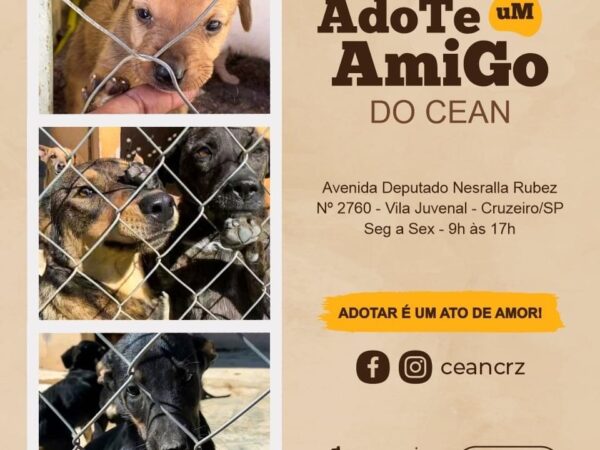 Adote um animalzinho de estimação em Cruzeiro