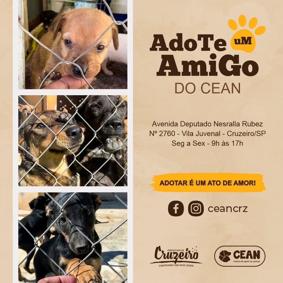 Adote um animalzinho de estimação em Cruzeiro