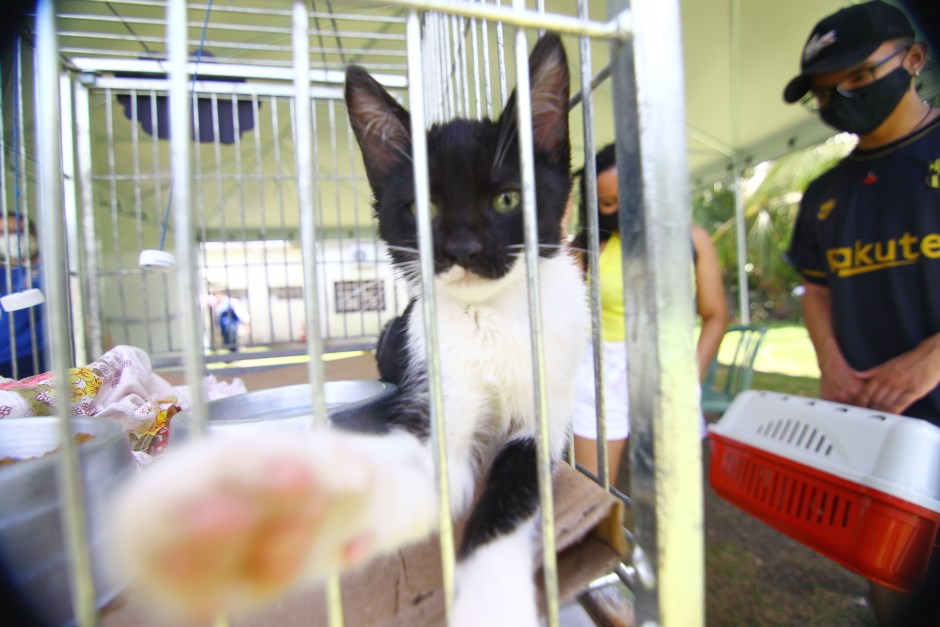 São José cria site de adoção de cães e gatos