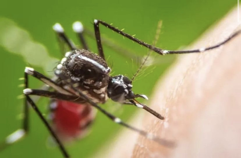 Casos de Dengue aumentam significativamente em Taubaté e São José
