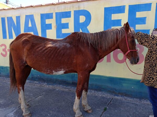 Prefeitura notifica dono de cavalos soltos na rua
