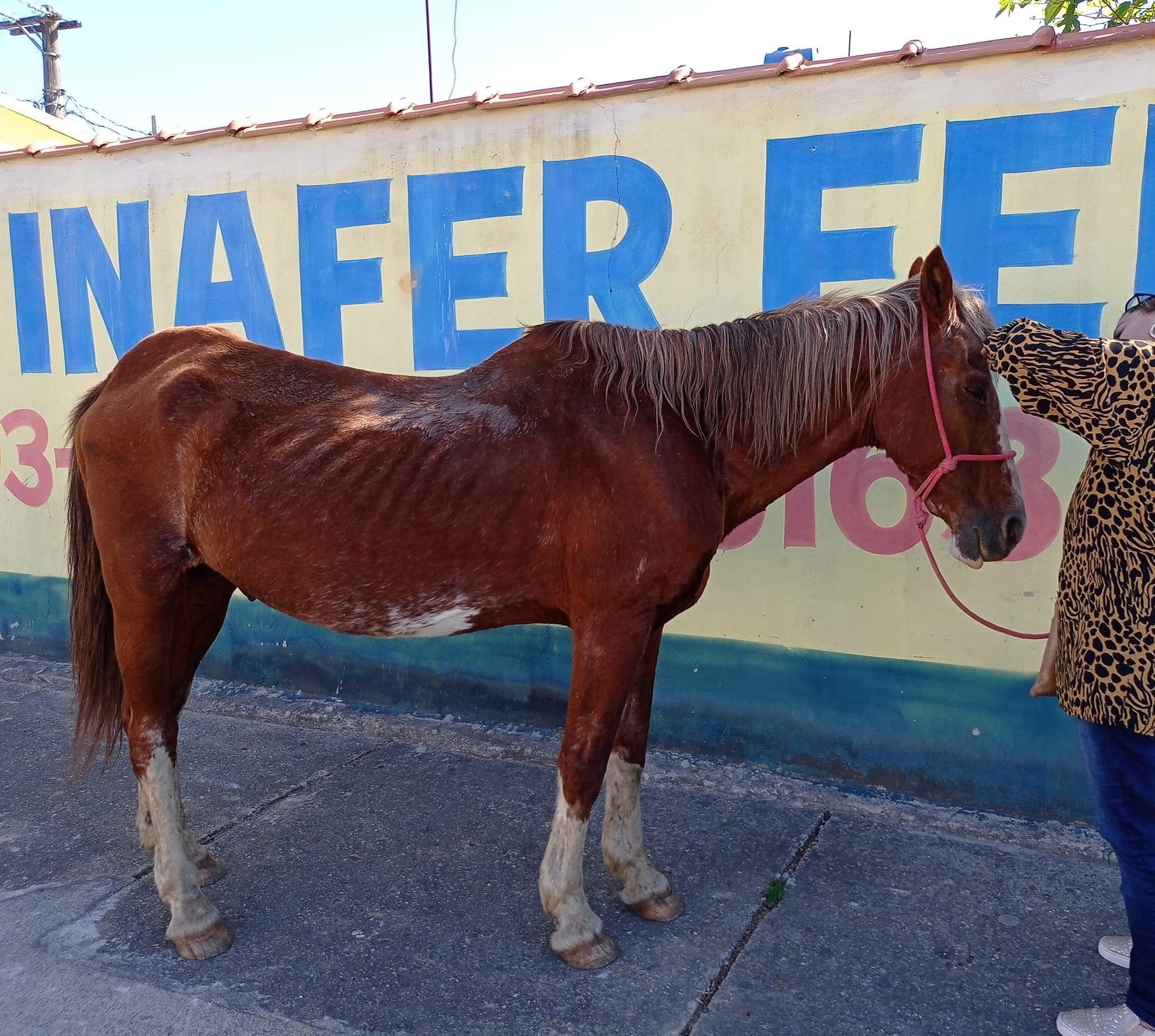 Prefeitura notifica dono de cavalos soltos na rua