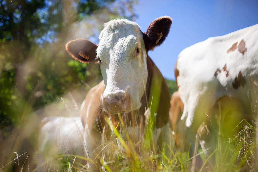 São José é certificada no programa Município Agro