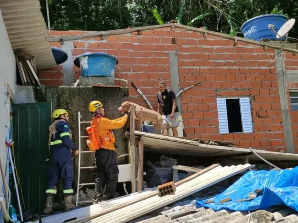 Voluntários resgatam cães e gatos após chuva em São Sebastião