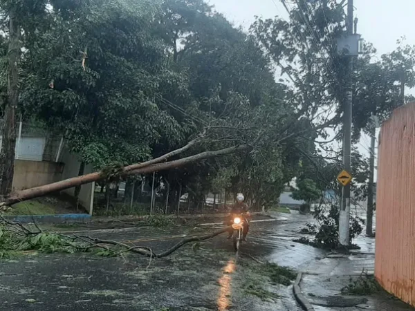 Chuvas e ventos derrubam mais de 30 árvores e causam transtorno em Taubaté