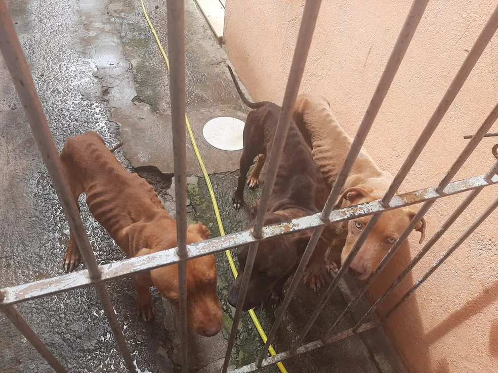 Homem é detido ao manter cachorros em situação de maus-tratos em Tremembé