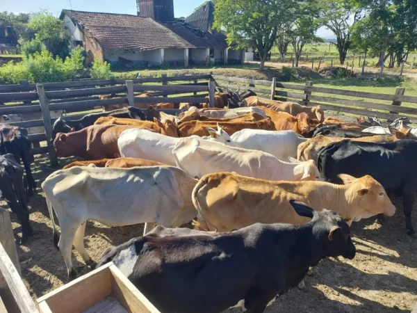 Polícia Ambiental apreende 57 bovinos em situação de maus-tratos em Taubaté