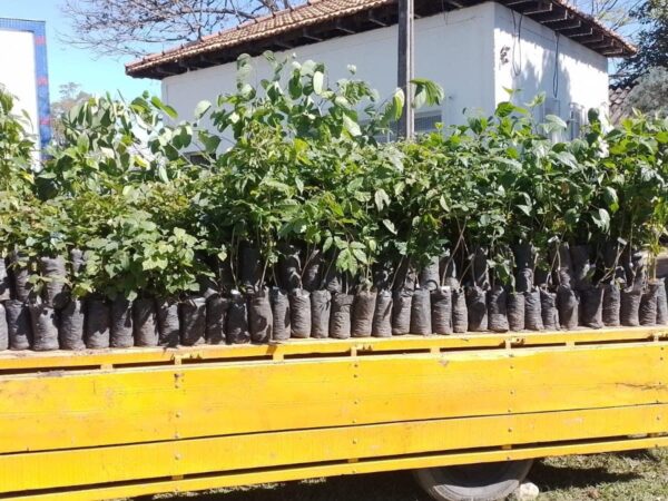 Viveiro Municipal de Guará doa 800 mudas da Mata Atlântica para o projeto Ecoday