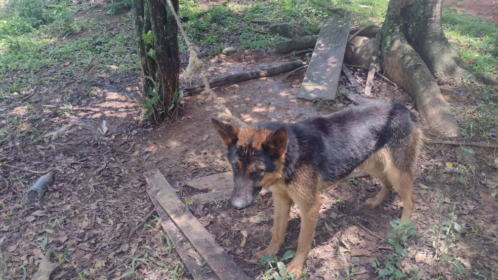 Filhote é resgatado após ser encontrado amarrado em árvore em Guaratinguetá