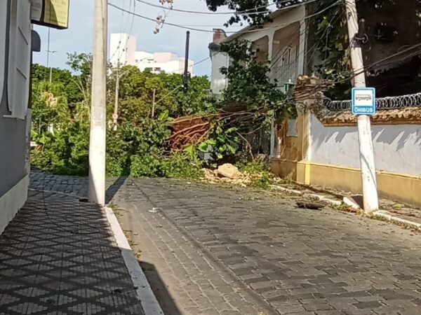 Árvore centenária do Solar Pinto Antunes cai sobre rede elétrica