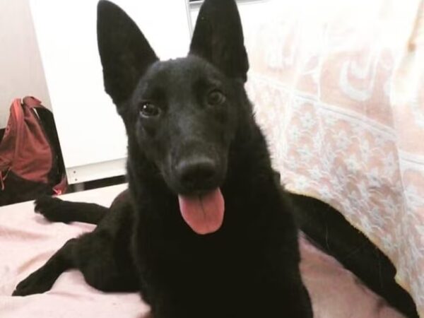 Uma cadela morreu após ser baleada durante uma operação policial em Guará