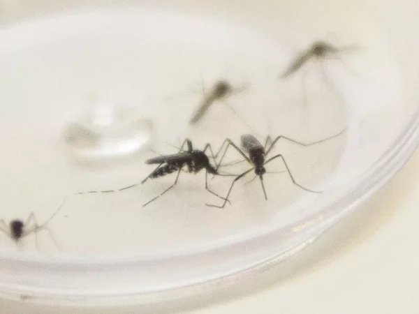 Guará está com ambulatório específico para população com suspeita de dengue