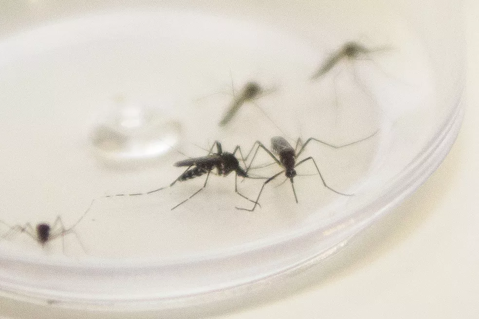 Guará está com ambulatório específico para população com suspeita de dengue