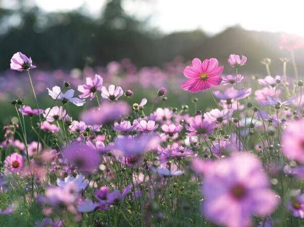 Primavera terá temperaturas acima da média neste ano