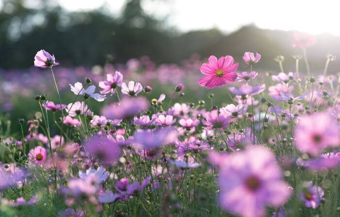 Primavera terá temperaturas acima da média neste ano