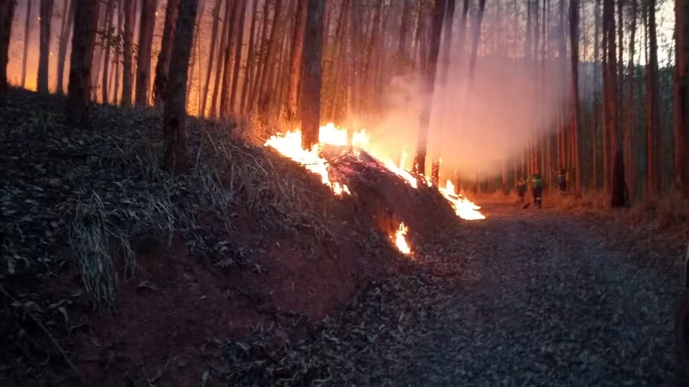 Incêndio atinge área de vegetação próxima à fazenda que pertence ao Santuário de Aparecida