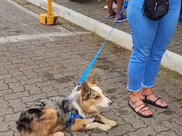 Mutirão de castração vai até domingo (6), em Guaratinguetá