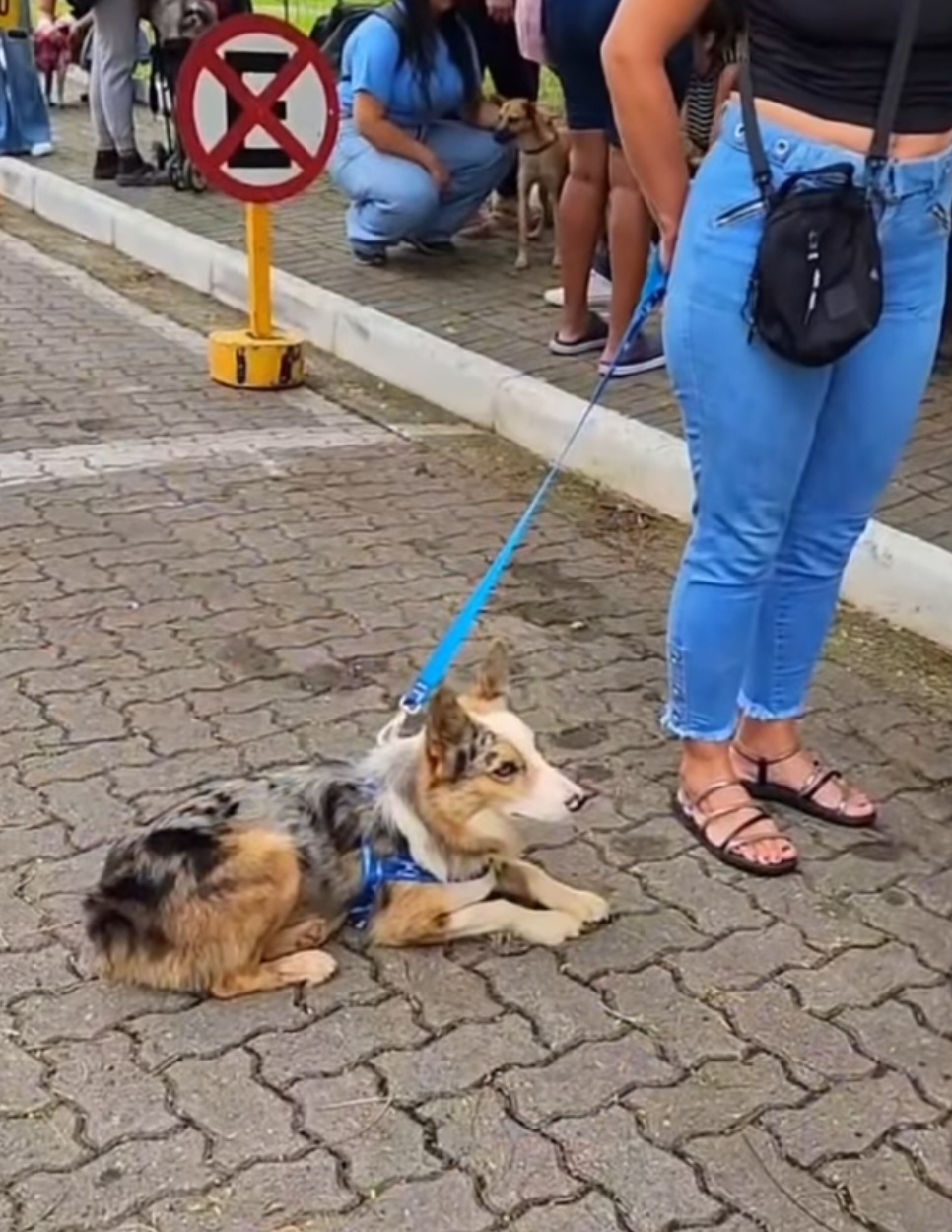 Mutirão de castração vai até domingo (6), em Guaratinguetá