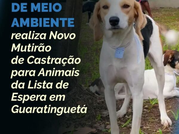 Secretaria de Meio Ambiente realiza Novo Mutirão de Castração para Animais da Lista de Espera em Guaratinguetá